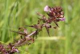 Pedicularis palustris. Верхушка побега с цветками и завязями. Беларусь, Витебская обл., пос. Езерище, побережье оз. Езерище, граница суходольного луга и заболоченного ивняка, склон дренажной канавы у обочины грунтовой дороги, разнотравный луг. 24.06.2022.