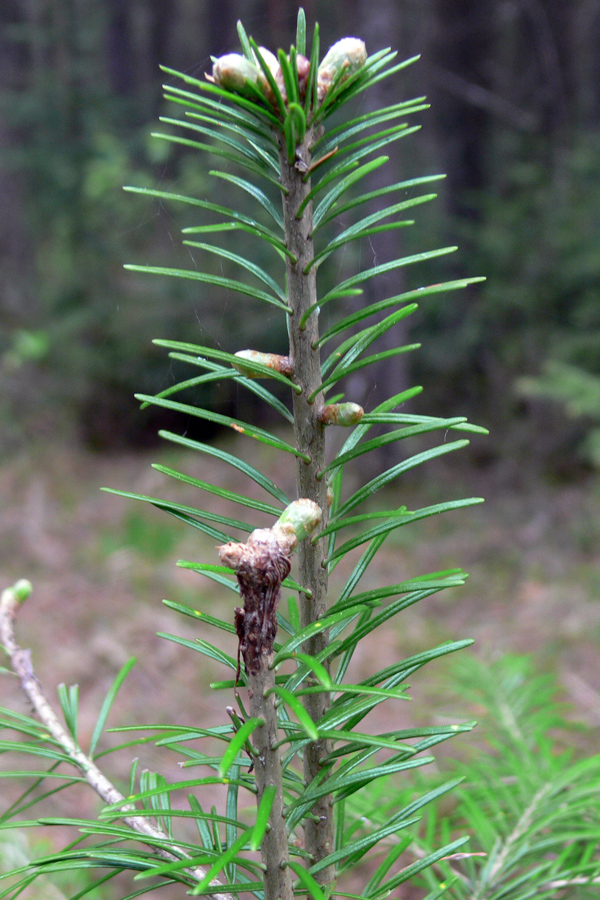 Изображение особи Abies sibirica.