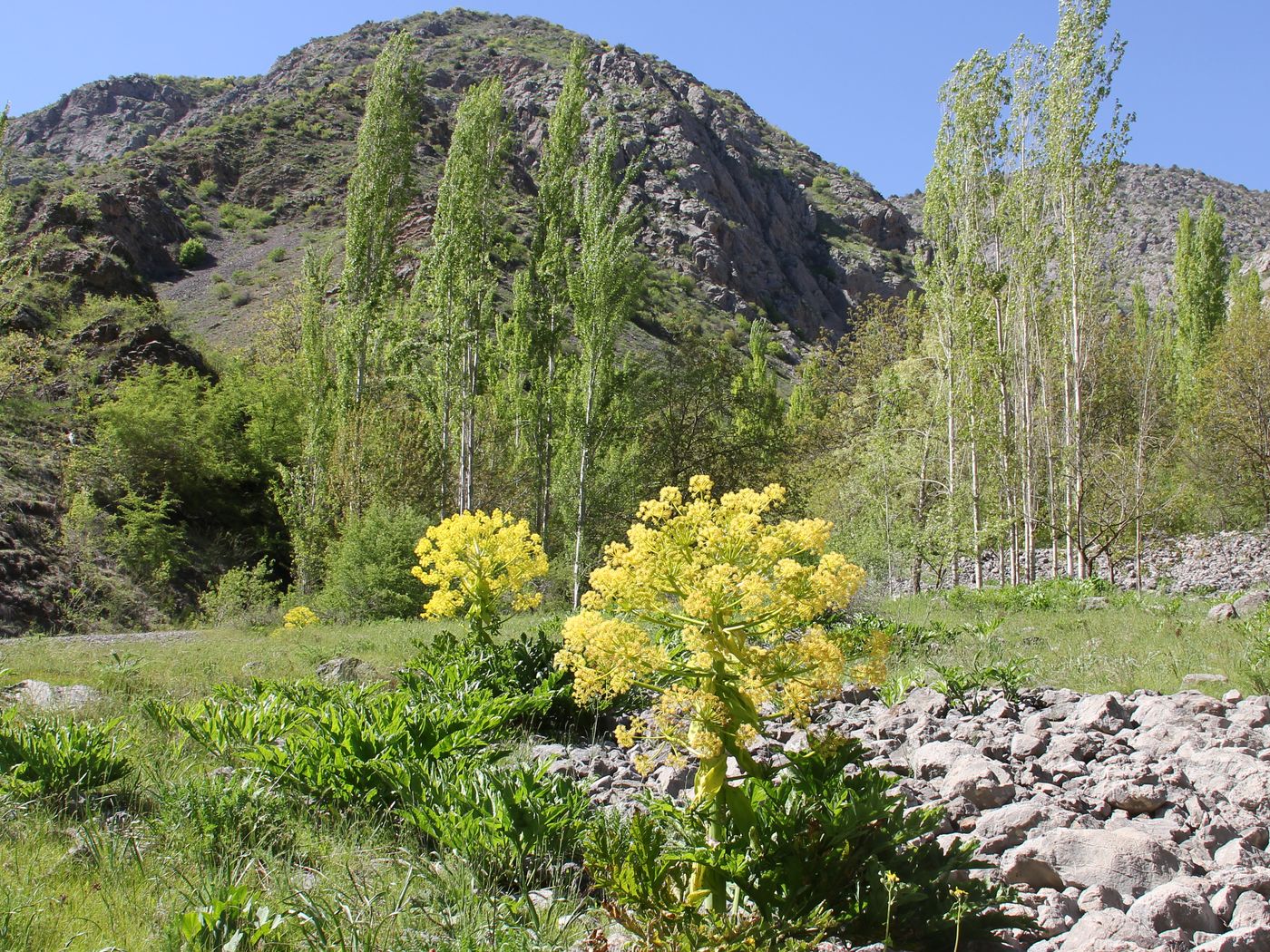 Image of Ferula kuhistanica specimen.