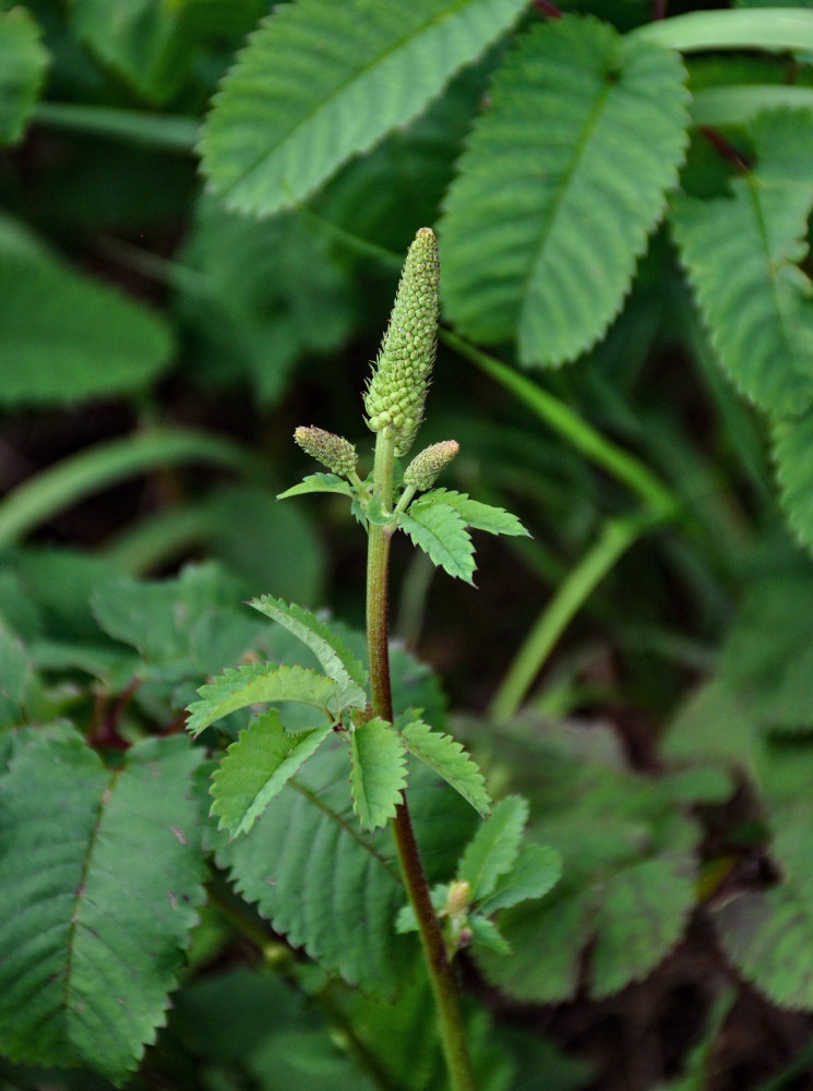 Изображение особи Sanguisorba stipulata.