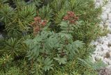 Sorbaria rhoifolia