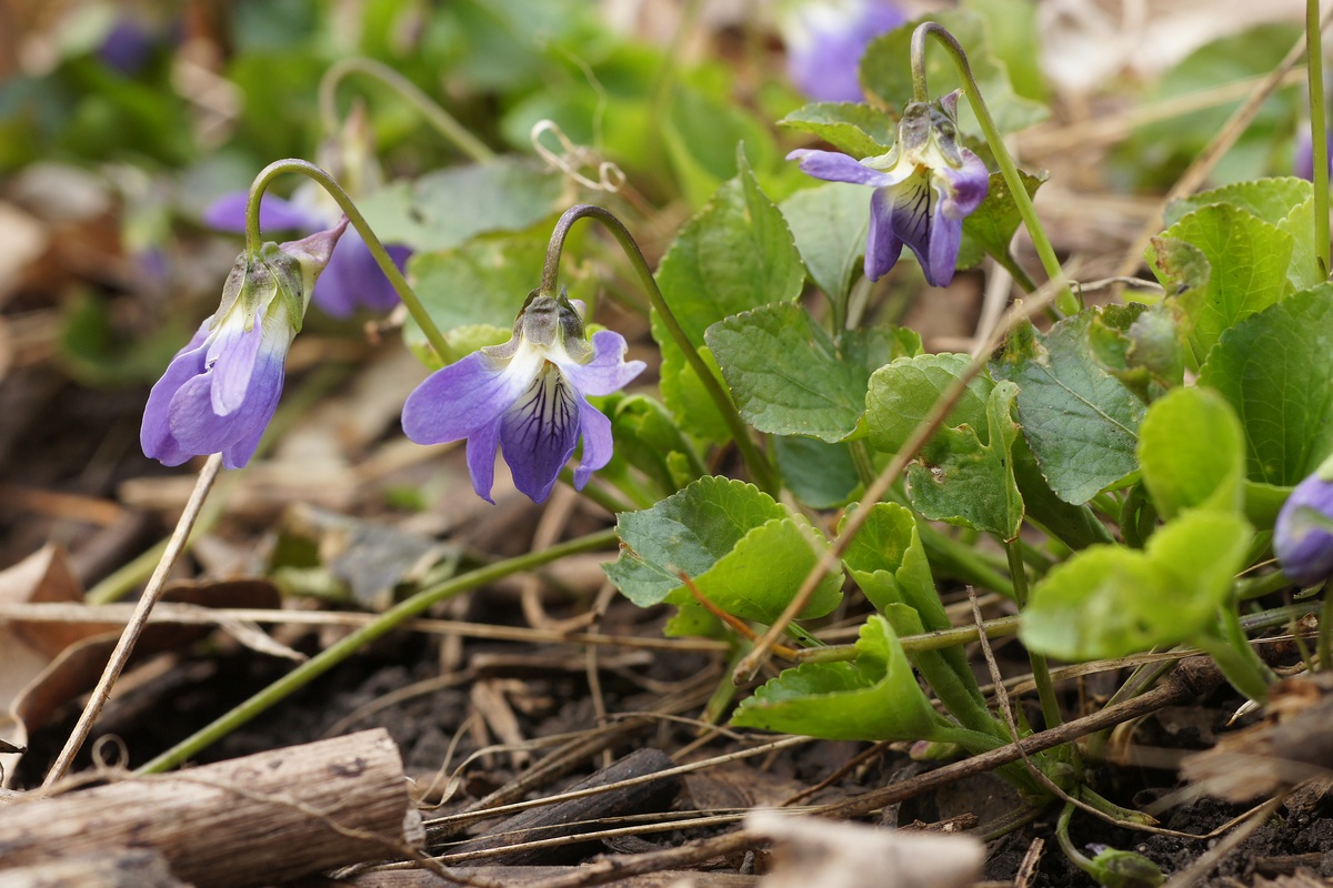 Изображение особи род Viola.