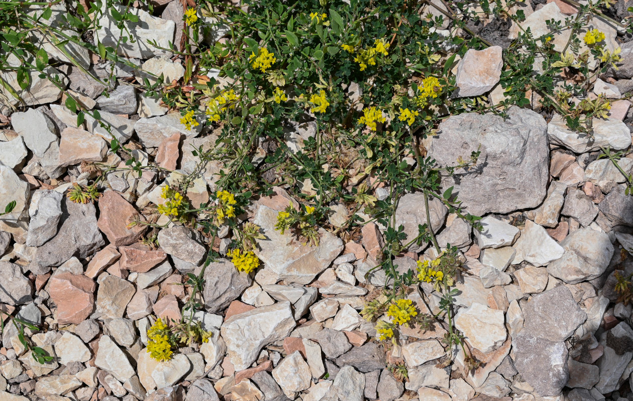 Изображение особи род Medicago.