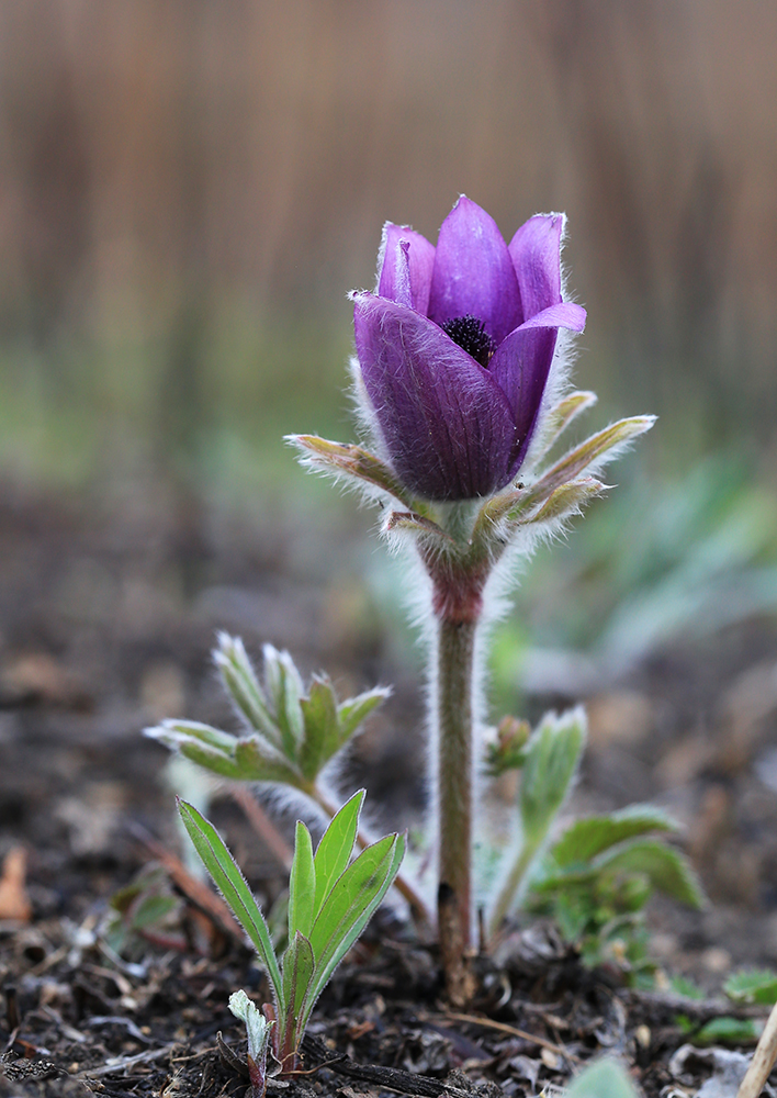 Image of Pulsatilla chinensis specimen.