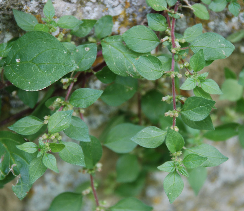 Image of Parietaria diffusa specimen.