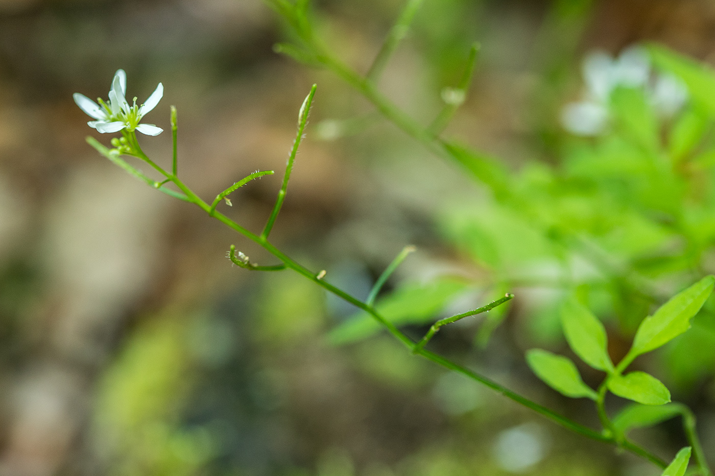 Изображение особи Cardamine pectinata.