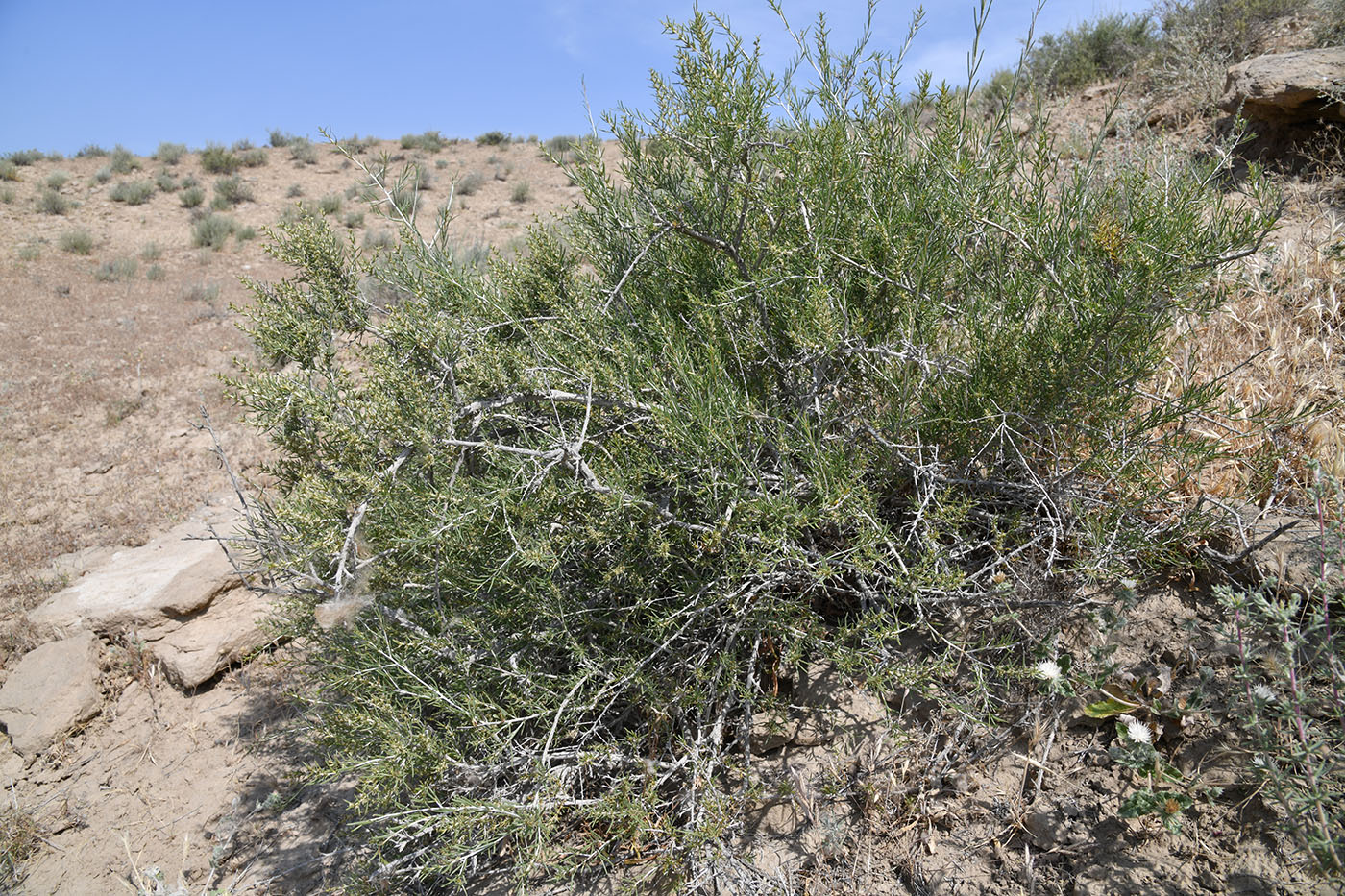 Изображение особи Salsola arbuscula.