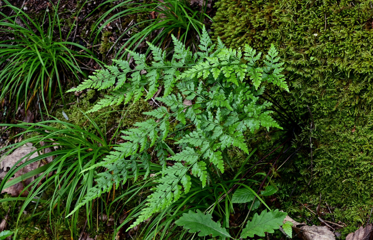 Image of Asplenium adiantum-nigrum specimen.