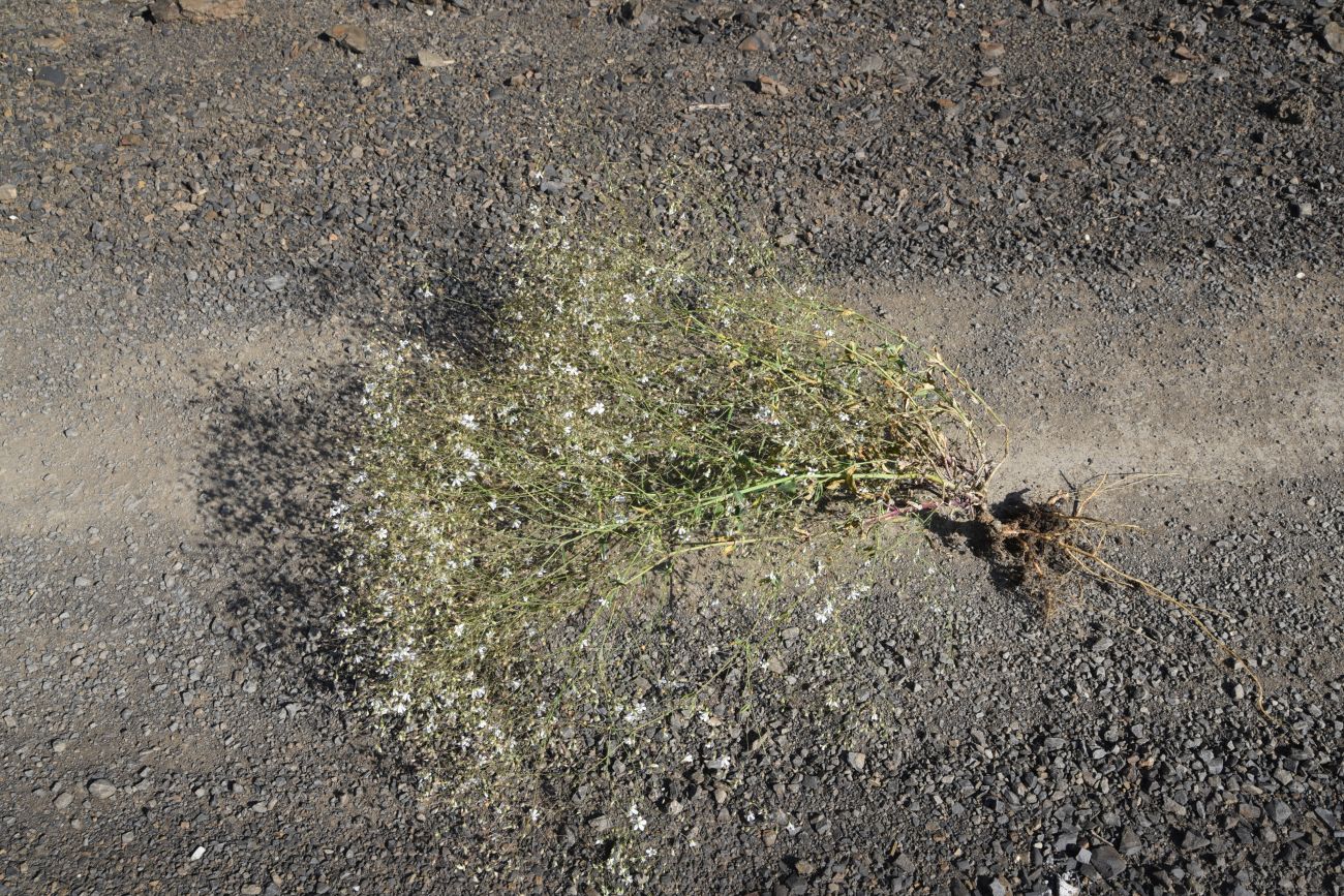 Image of Gypsophila elegans specimen.