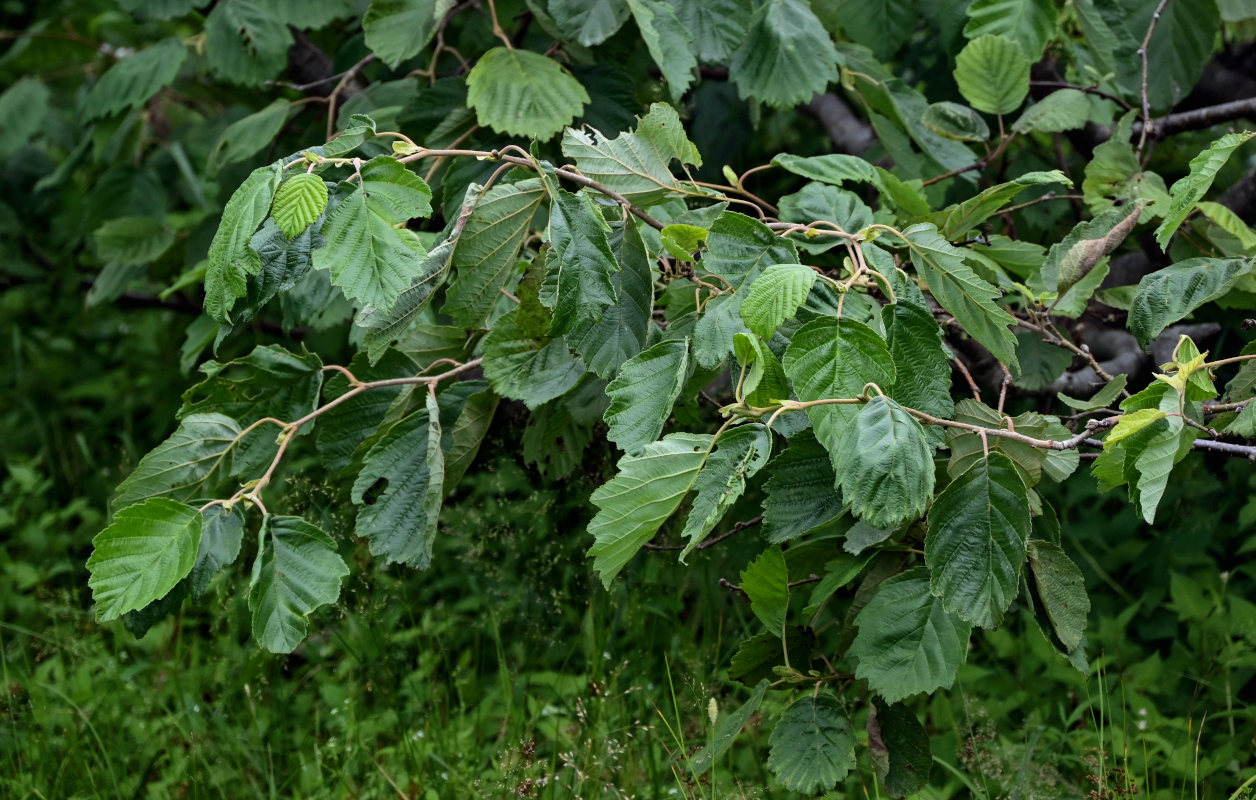 Изображение особи Alnus hirsuta.