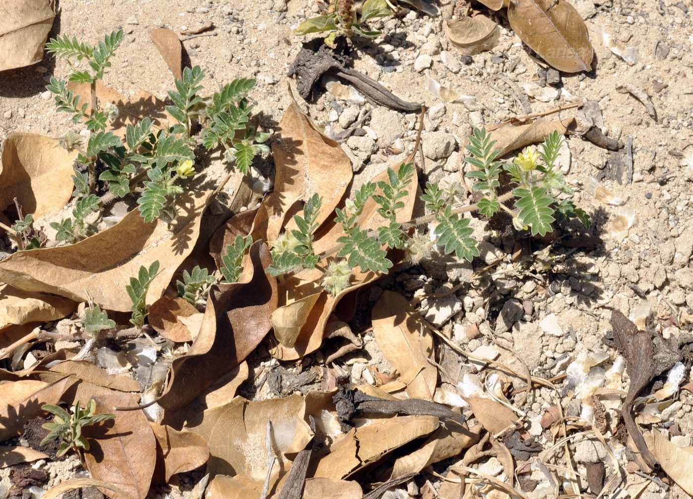 Image of Tribulus terrestris specimen.