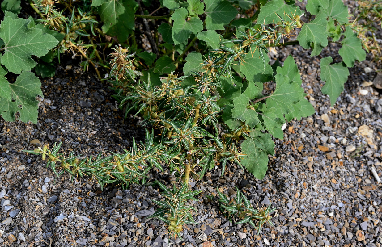 Image of Xanthium spinosum specimen.