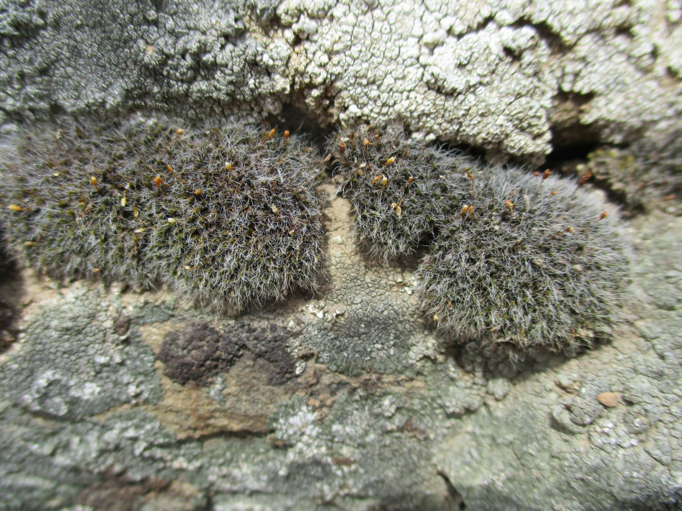 Image of Grimmia laevigata specimen.