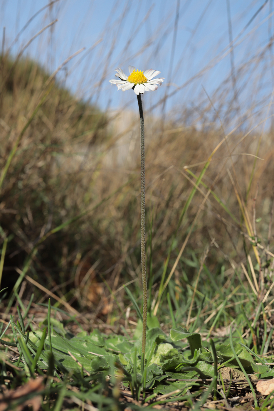 Image of Bellis sylvestris specimen.