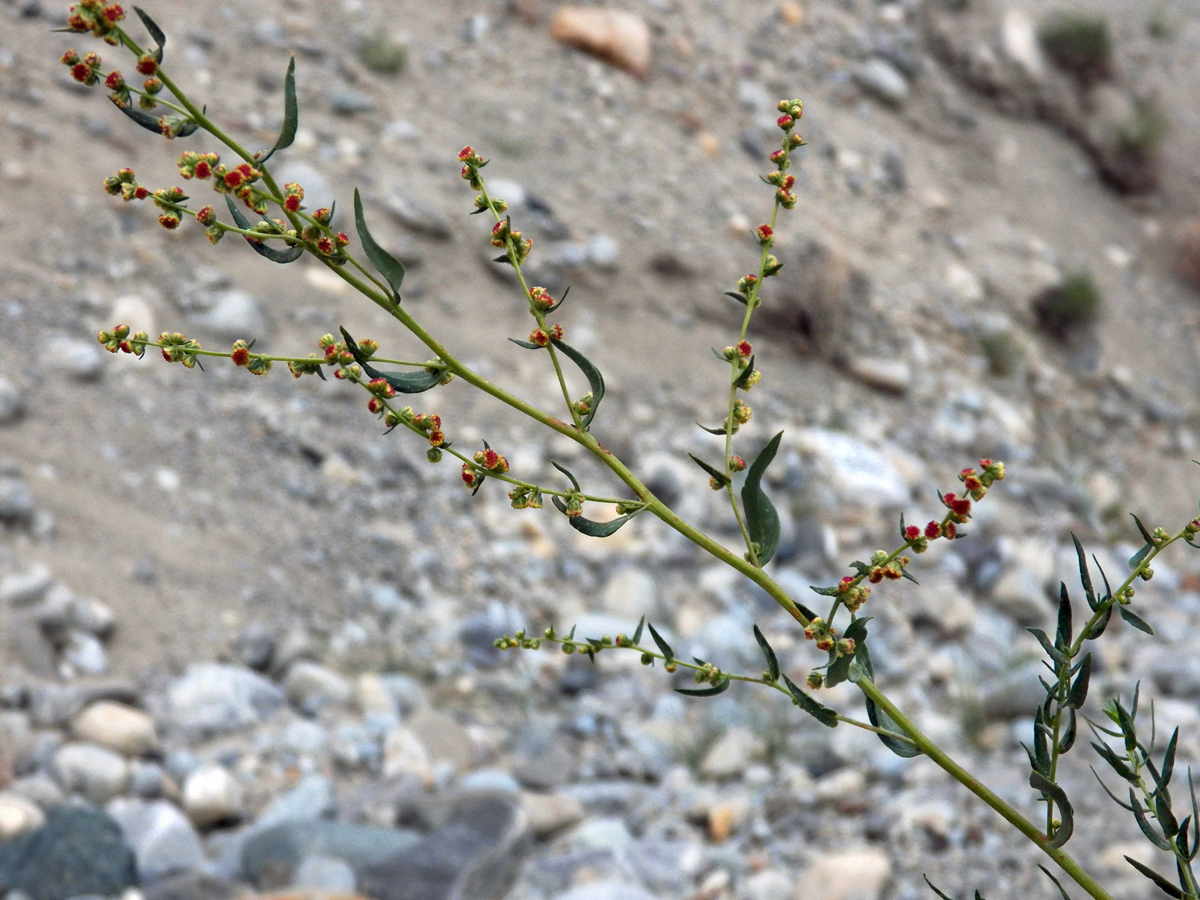 Изображение особи Artemisia pamirica.