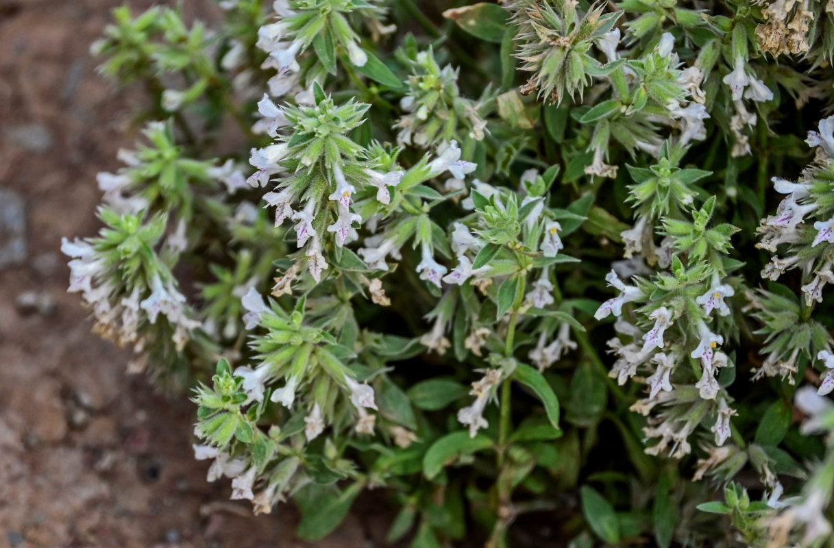 Image of Stachys pubescens specimen.