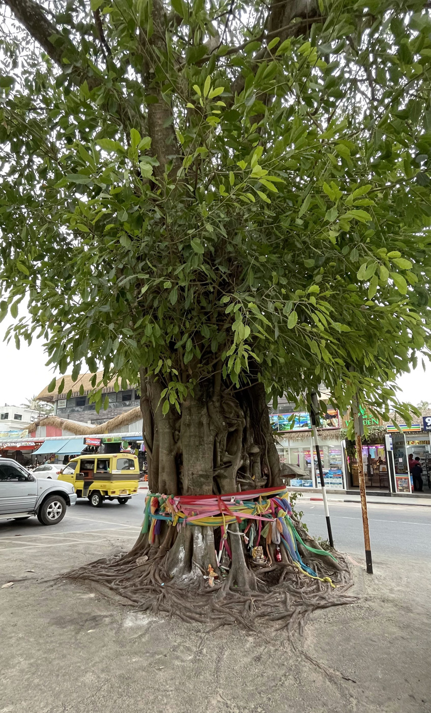 Изображение особи род Ficus.