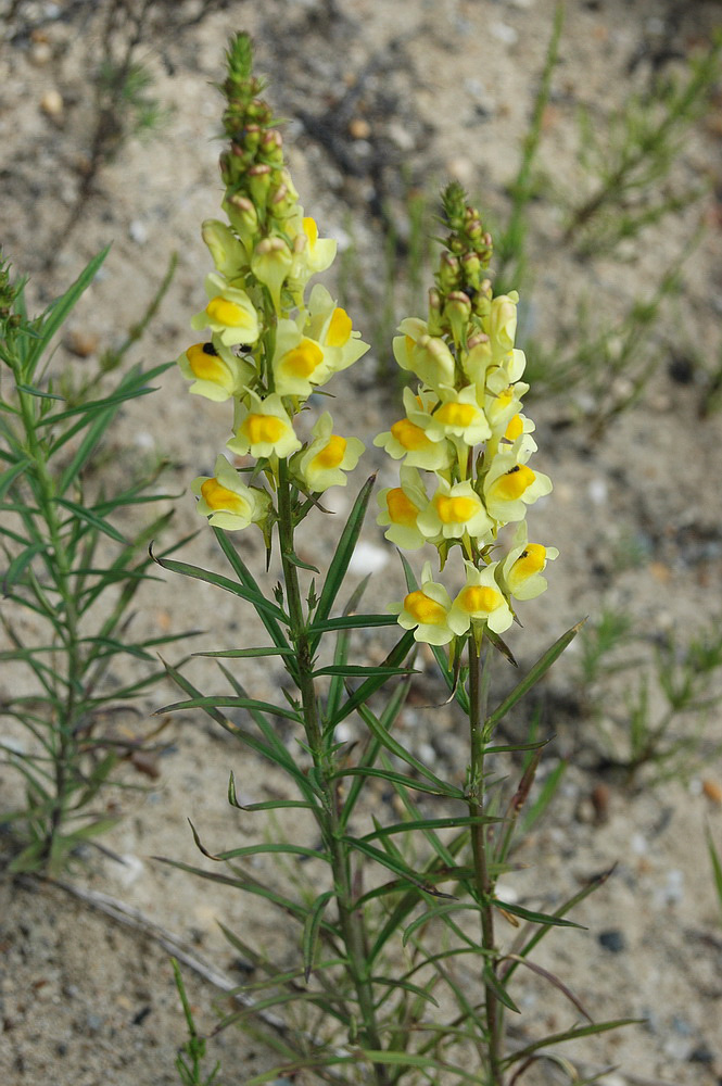 Image of Linaria vulgaris specimen.