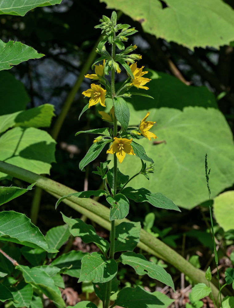 Image of Lysimachia vulgaris specimen.