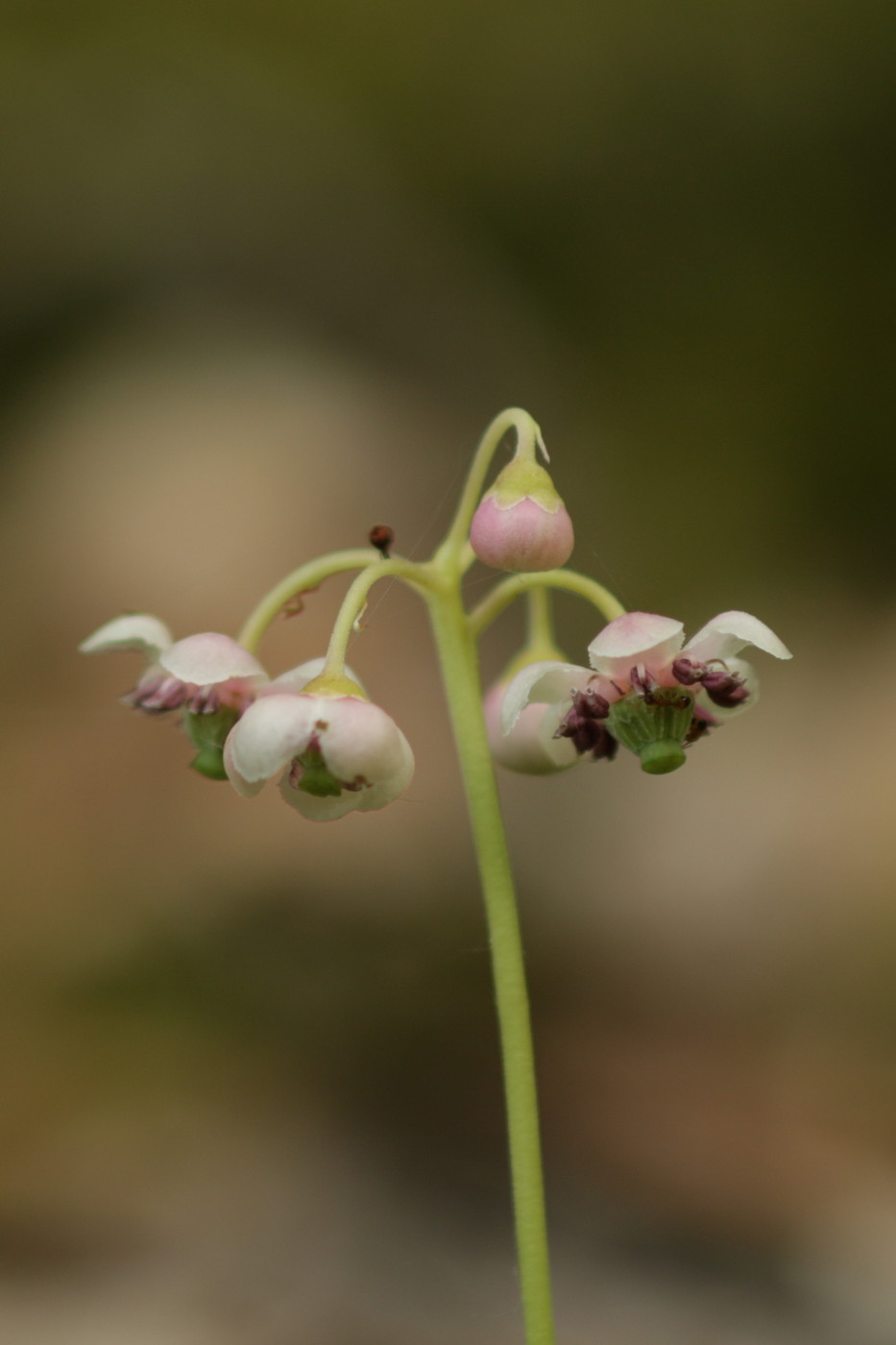 Изображение особи Chimaphila umbellata.