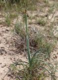 Iris falcifolia