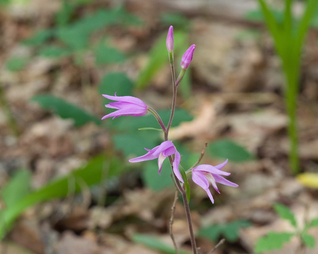 Image of Cephalanthera rubra specimen.