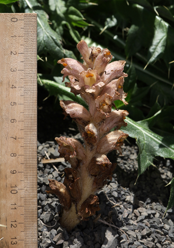 Изображение особи Orobanche dagestanica.