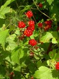 Rubus crataegifolius. Побег с плодами. Приморский край, 25 км Ю-З Уссурийска, 10 км Ю-З пос Кроуновка. 2 августа 2004 г.