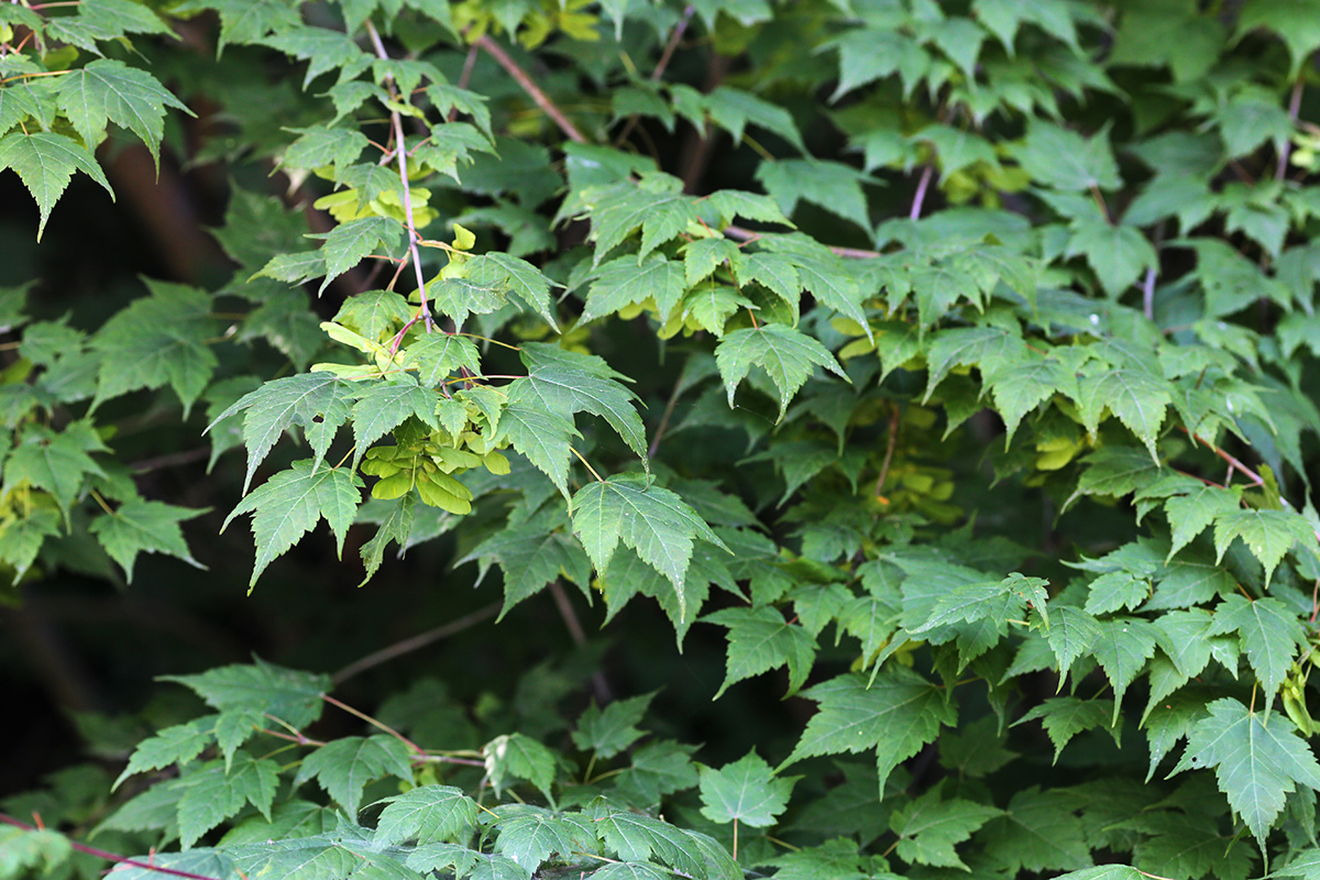 Image of Acer barbinerve specimen.