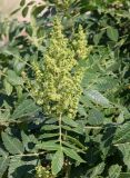 Смотреть изображение Rhus coriaria