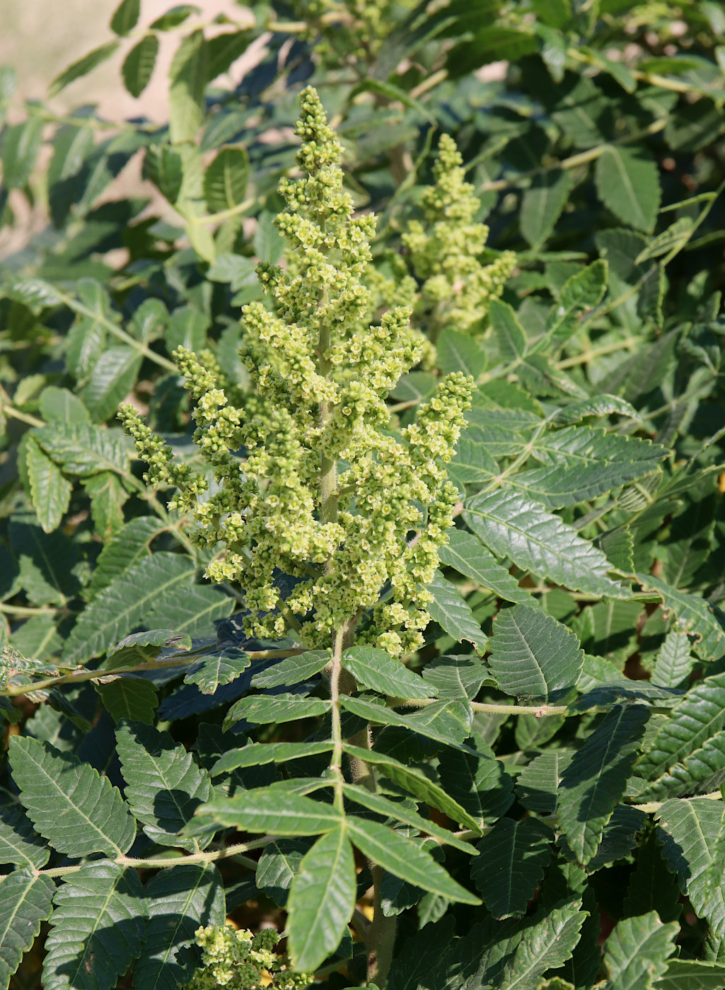 Image of Rhus coriaria specimen.