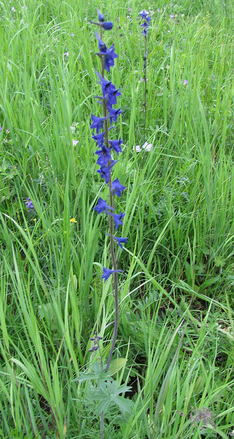 Image of Delphinium korshinskyanum specimen.