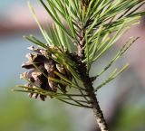 Pinus &times; funebris