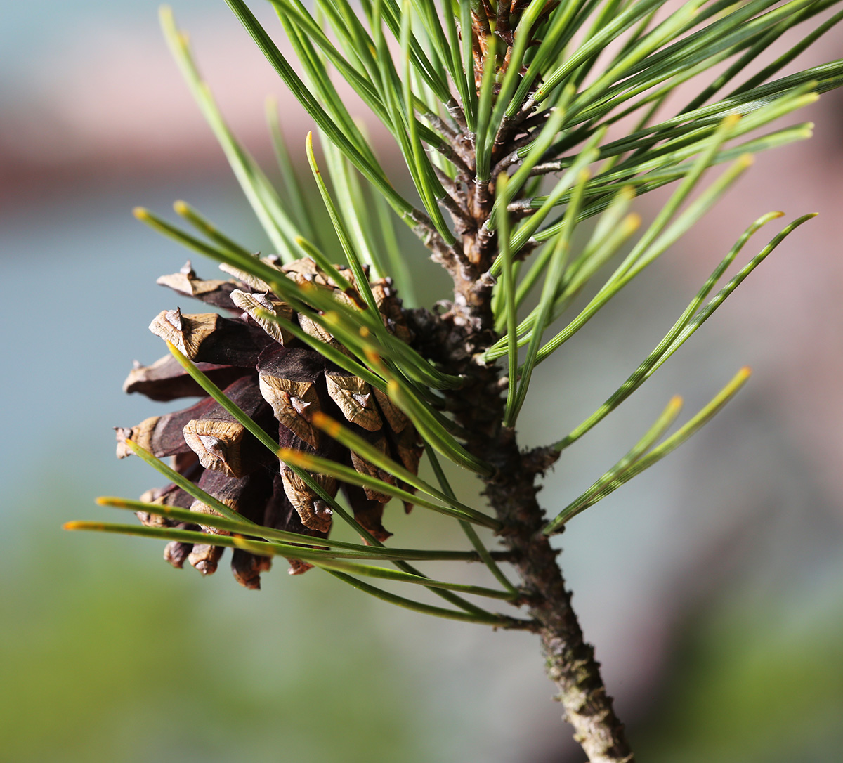 Image of Pinus &times; funebris specimen.