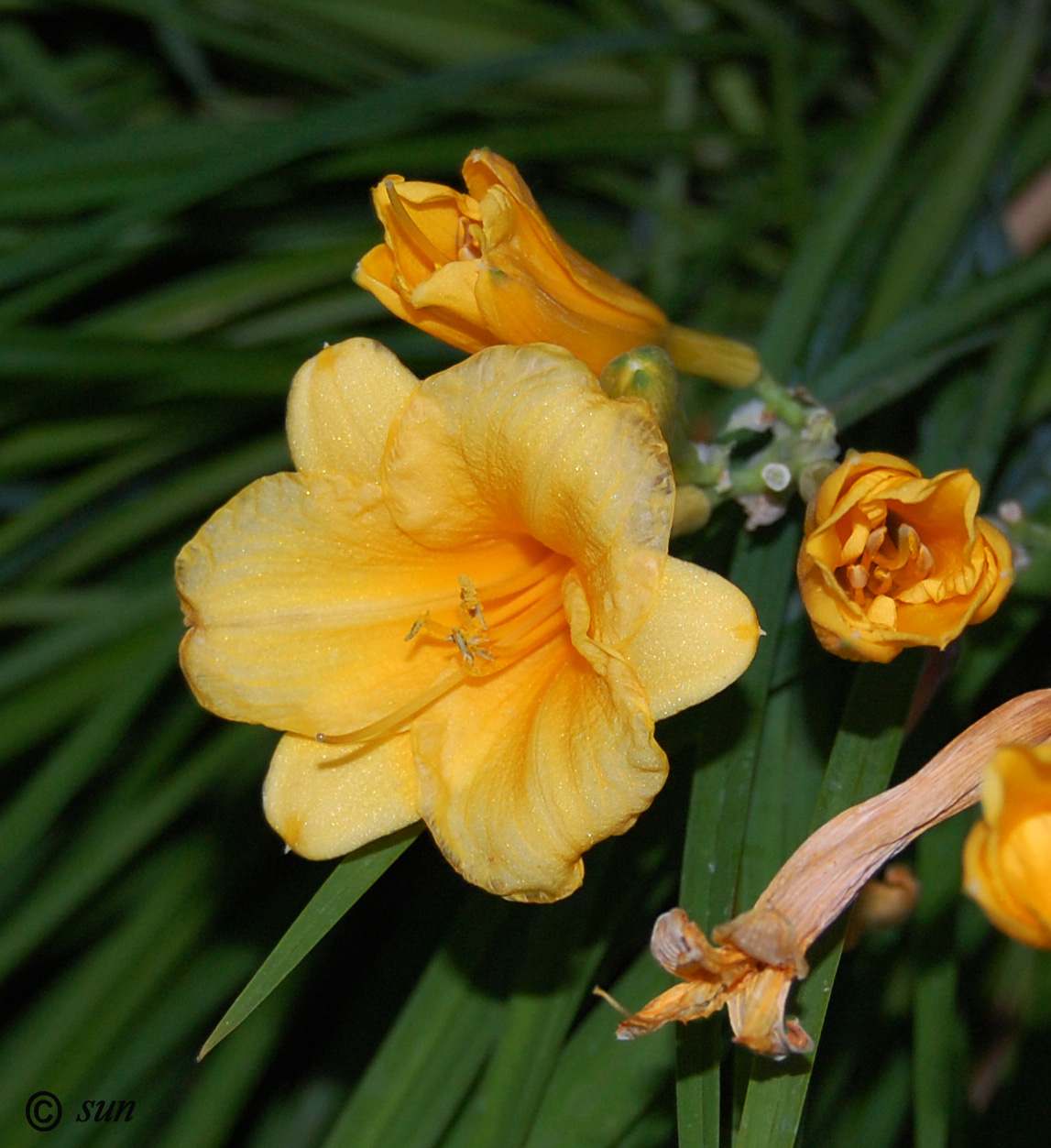 Image of genus Hemerocallis specimen.