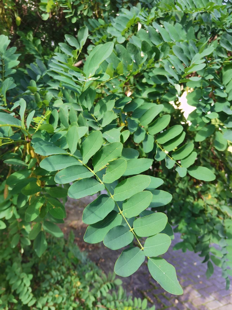 Image of genus Robinia specimen.