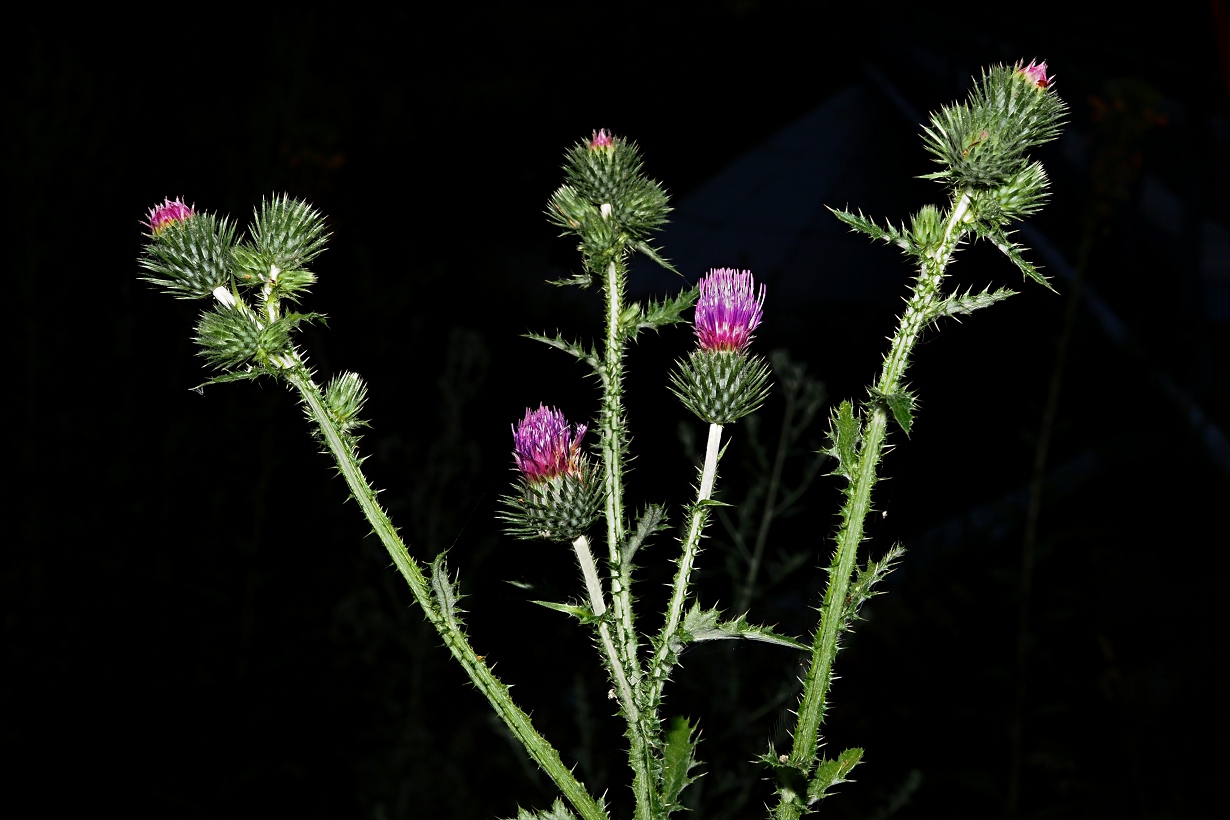 Изображение особи Carduus crispus.