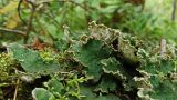 Peltigera aphthosa. Таллом на поросшей мхом древесине. Хабаровский край, окр. г. Комсомольск-на-Амуре, кедрово-широколиственный лес. 15.08.2024.