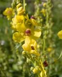 genus Verbascum. Цветки. Кабардино-Балкария, Черекский р-н, окр. с/п Верхняя Балкария, окр. пер. Сев. Курноят, ≈ 2100 м н.у.м., субальпийский луг. 29.07.2024.