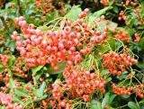 genus Pyracantha. Соплодие. Бельгия, пров. Эно, окр. Турне, г. Турне, озеленение. Август.