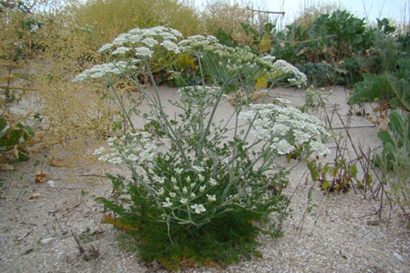 Изображение особи Astrodaucus littoralis.