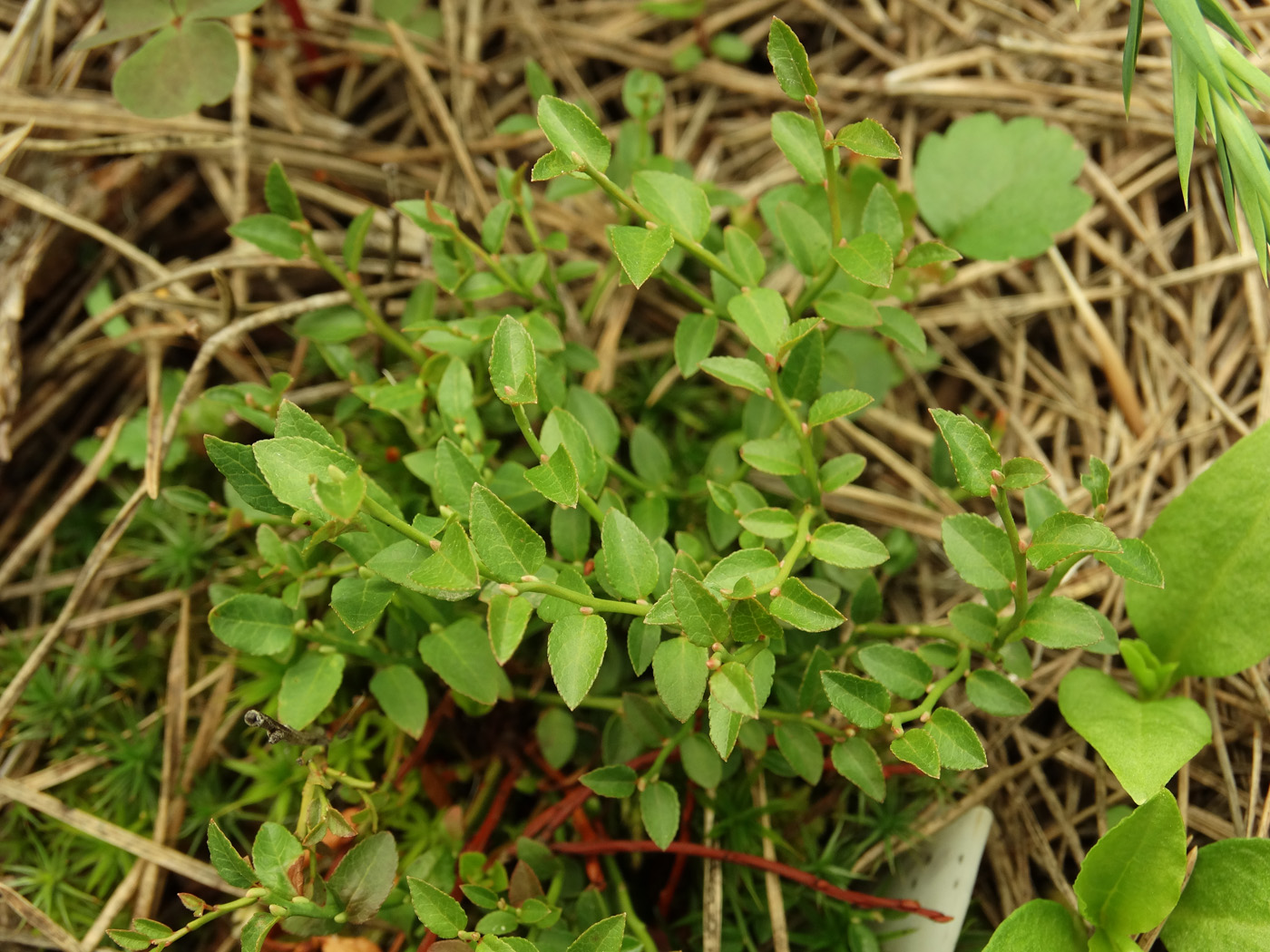 Изображение особи Vaccinium scoparium.