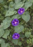 Ipomoea purpurea