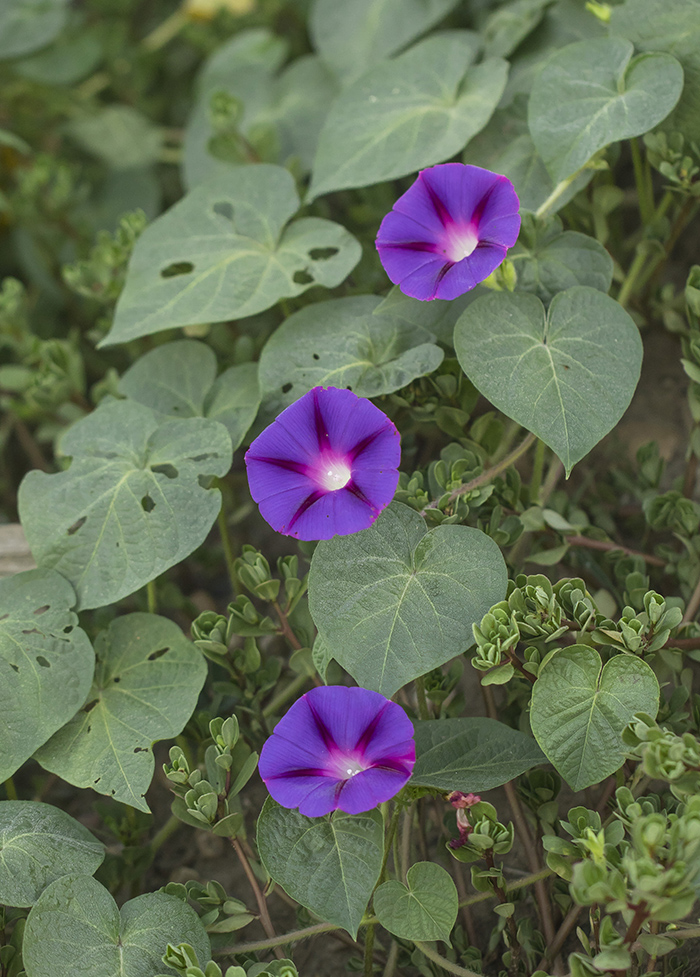 Image of Ipomoea purpurea specimen.