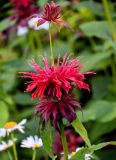 Monarda didyma