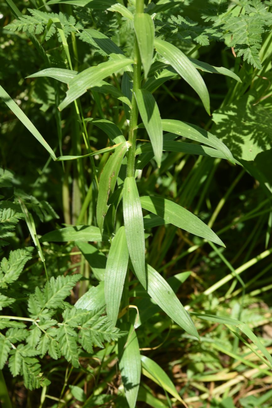 Image of genus Lilium specimen.