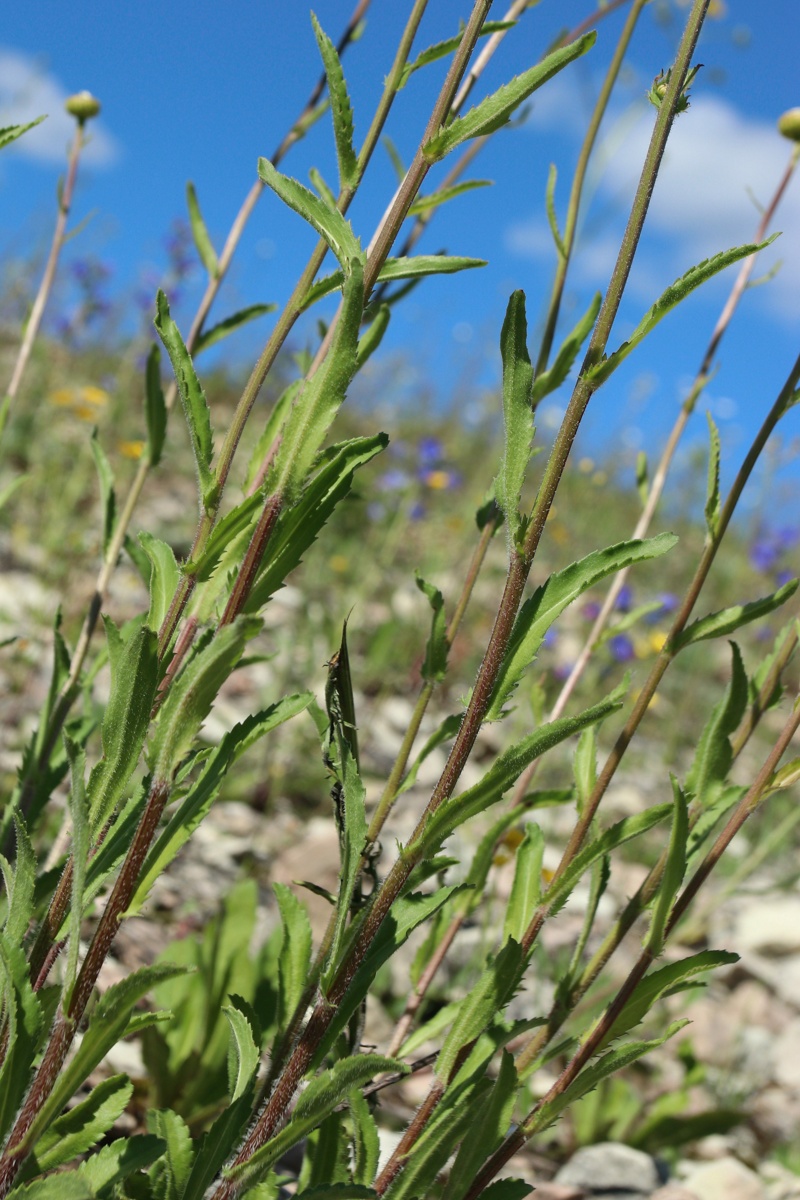 Image of Leucanthemum ircutianum specimen.