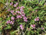 Thymus zygioides. Цветущее растение. Болгария, Хасковская обл., община Маджарово, гора Восточные Родопы, к юго-востоку от дер. Горни Главанак, вдоль дороги на г. Маджарово, на серпентинитовом субстрате. 12 мая 2018 г.