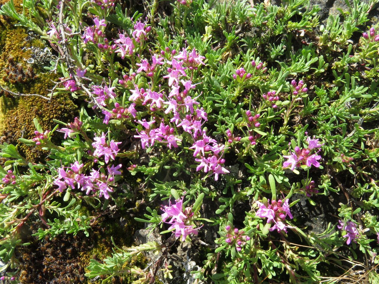 Image of Thymus zygioides specimen.