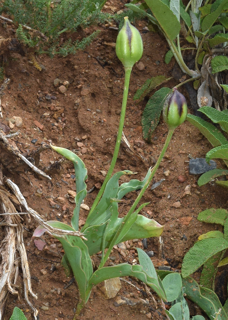 Image of Tulipa greigii specimen.